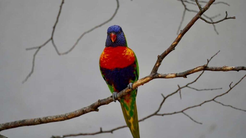 2025 Twitter Influencer Marketing Cara Cari Kolaborasi Brand Brazil