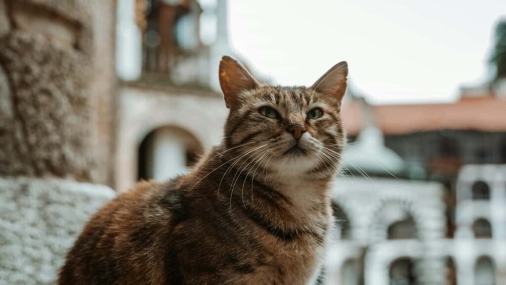 "Panduan praktis untuk brand Indonesia yang ingin negosiasi kolaborasi region-specific dengan Josh di Ceko: taktik, risiko, dan contoh model kemitraan."