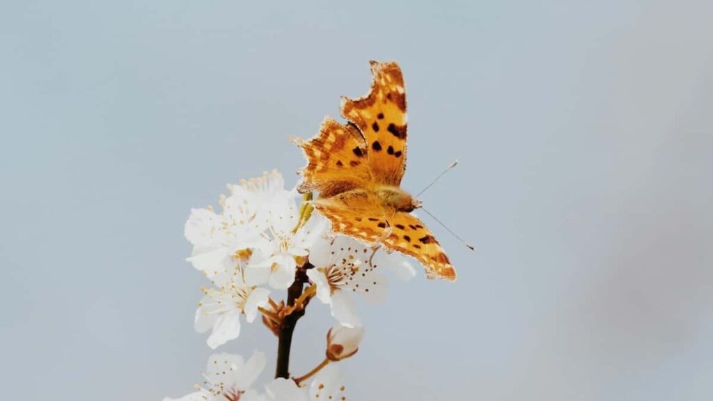 Panduan praktis untuk pengiklan Indonesia: cara menemukan, menilai, dan kerja bareng kreator Takatak di Algeria untuk integrasi pesan brand lewat livestream.