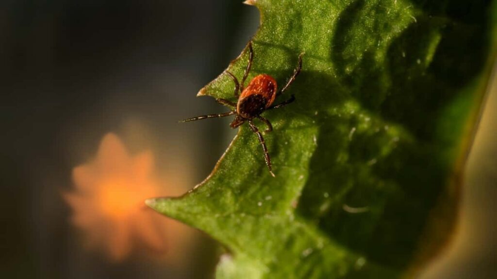 Panduan praktis untuk advertiser di Indonesia: cara menemukan creator OnlyFans asal Ethiopia, menilai engagement, dan mengonversi audiens terlibat jadi leaddengan etika, compliance, dan tools.