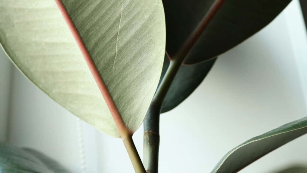 Panduan praktis untuk kreator Indonesia yang mau negosiasi dan bangun kerja sama jangka panjang dengan brand Laos lewat Discord taktik, pitch, dan contoh server.