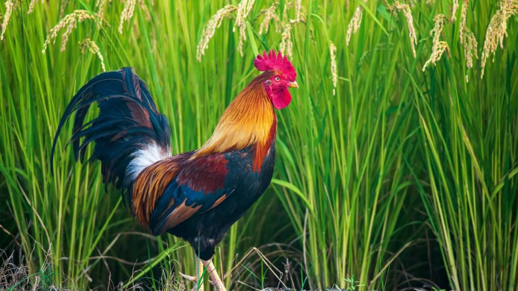 Panduan praktis untuk kreator Indonesia menjangkau merek Bahrain di Twitch, mulai dari riset, pitch DM yang nendang, logistik produksi BTS, hingga tips legal dan platform. Termasuk contoh strategi dan sumber terkini.