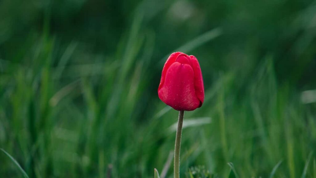 Panduan praktis untuk advertiser Indonesia menemukan creator Facebook Laos guna menggeber flash sale lewat hype influencer, lengkap strategi, metrik, dan contoh lokal.