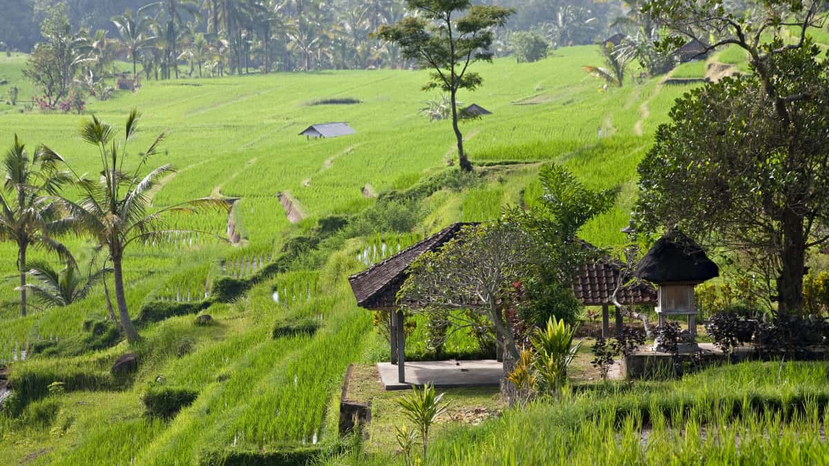 Pembuat Konten Indonesia: Hubungi Merek Peru di Roposo untuk Beta Eksklusif
