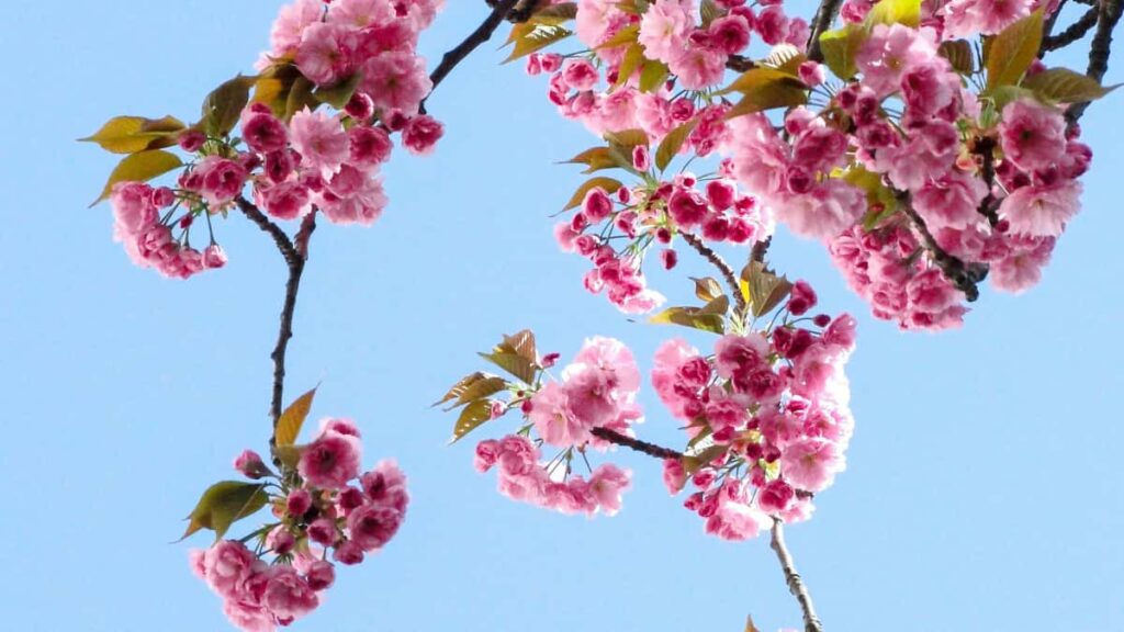 Panduan praktis untuk advertiser Indonesia: cara menemukan kreator Taobao Filipina yang pas untuk kolab dance challenge di TikTok, tips outreach, alat pertumbuhan, dan risiko yang perlu dicatat.