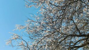 Panduan praktis untuk advertiser Indonesia: cara menemukan dan merekrut kreator Zalo di Uni Emirat Arab untuk kampanye fashion musiman, plus risiko, taktik outreach, dan contoh konten yang bekerja.