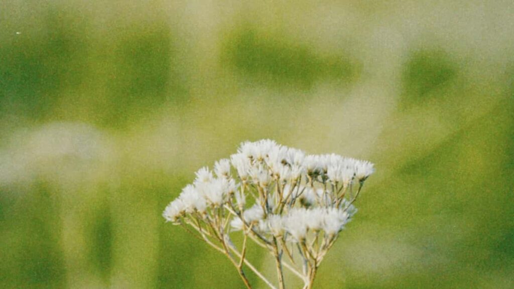 Panduan praktis buat creator Indonesia: cara mendekati brand asal Georgia lewat ranah Disney+ untuk promosi lagu via challenge, dengan strategi lokal dan tips outreach.