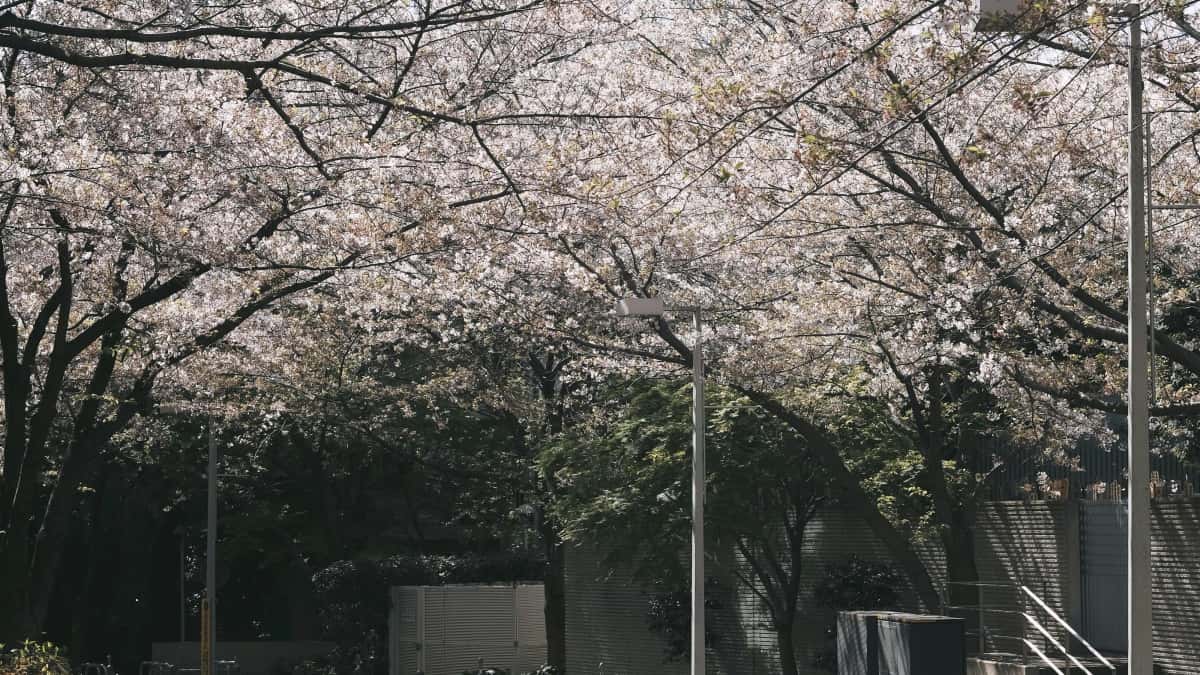 Creator Indonesia: Cara Hubungi Brand Serbia di Bilibili dan Dapat Sponsor