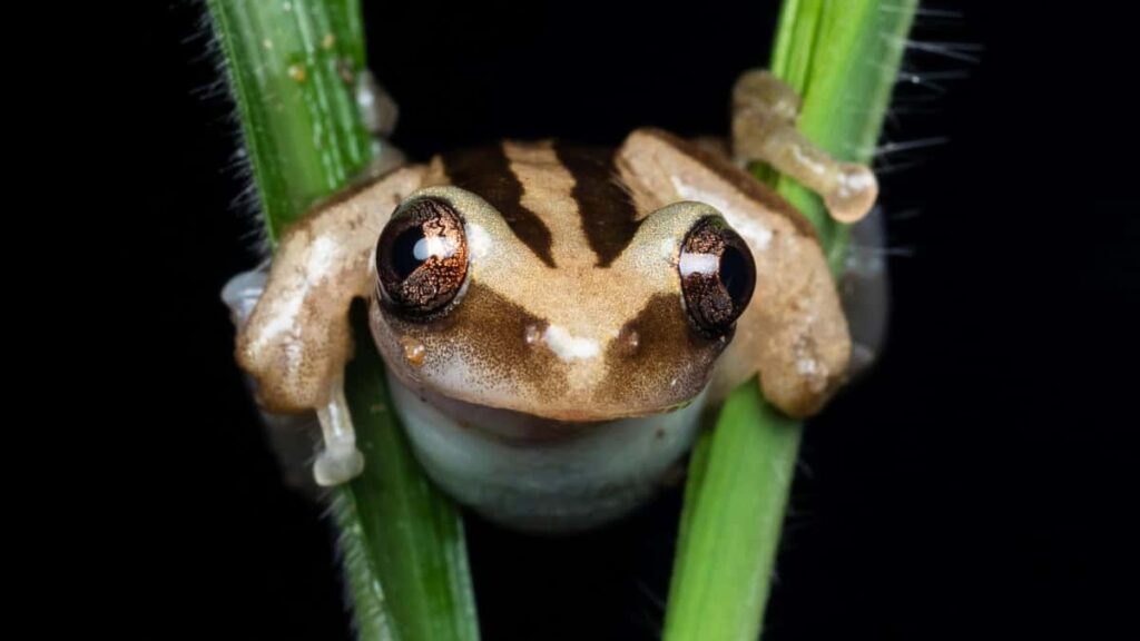 Panduan praktis untuk creator Indonesia yang mau pitch ke brand Spanyol lewat Line: strategi pesan, format konten, bukti nilai, dan taktik follow-up yang disukai market Spanyol.